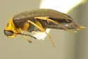Anaspis collaris - photo 2