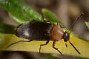 Anaspis collaris - photo 3