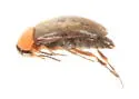 Anaspis collaris - photo 5