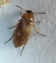 Anaspis duryi