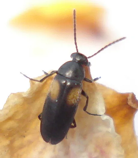 Anaspis fasciata - photo 2