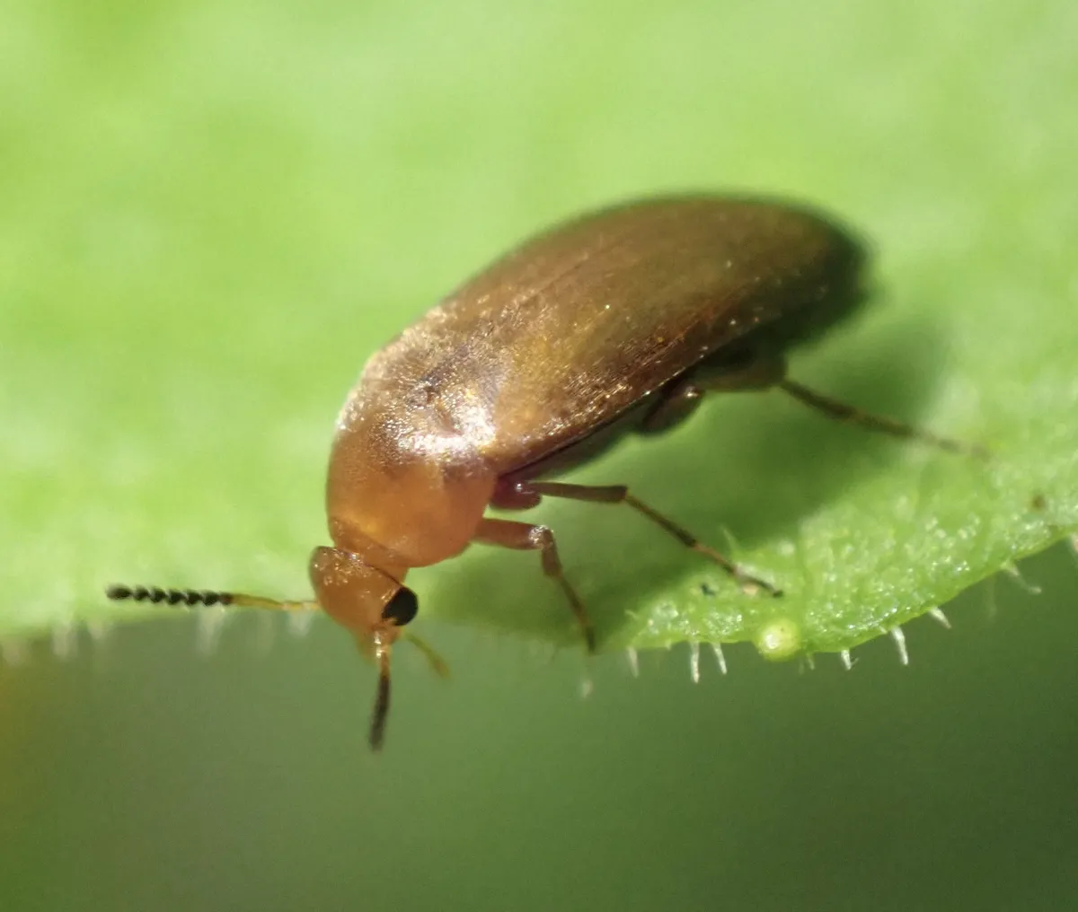 Anaspis flava - photo 3