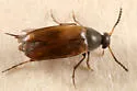 Anaspis flavipennis