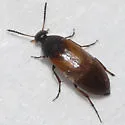 Anaspis flavipennis - photo 2
