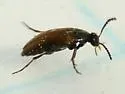Anaspis flavipennis - photo 3