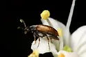 Anaspis flavipennis - photo 4