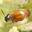 Anaspis flavipennis - photo 5