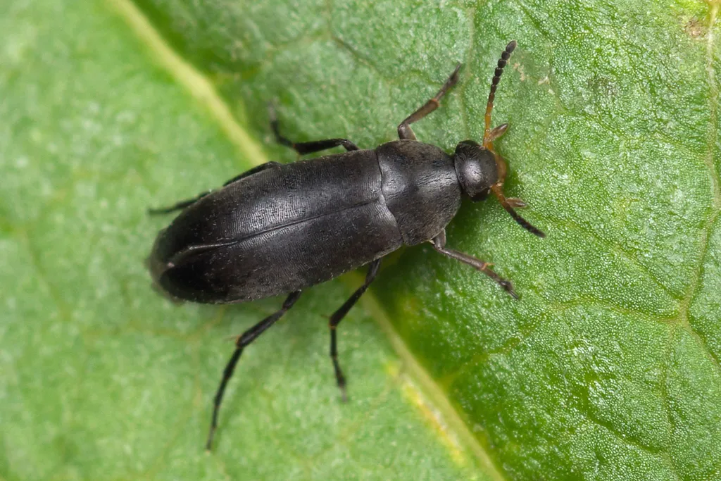 Anaspis frontalis - photo 2