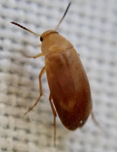 Anaspis lurida