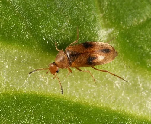 Anaspis maculata - Anaspis maculata
