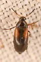 Anaspis militaris - Anaspis militaris
