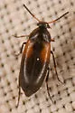 Anaspis militaris - photo 2
