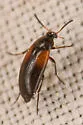 Anaspis militaris - photo 3