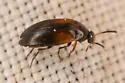 Anaspis militaris - photo 4