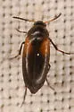 Anaspis militaris - photo 5