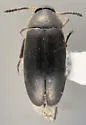 Anaspis nigrina - Anaspis nigrina