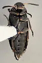 Anaspis nigrina - photo 2