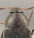 Anaspis nigrina - photo 3