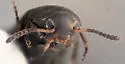 Anaspis nigrina - photo 4