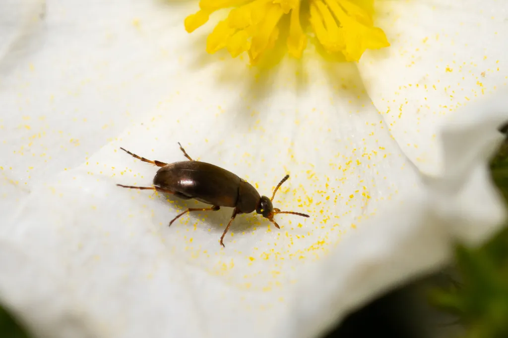Anaspis proteus
