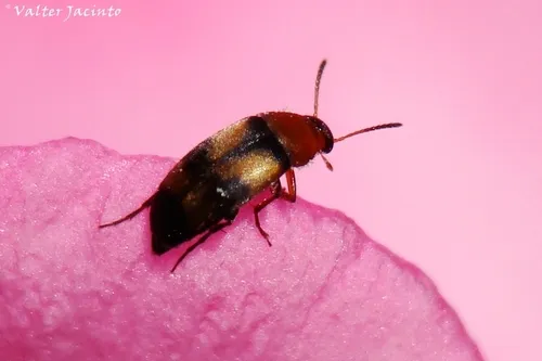 Anaspis quadrimaculata