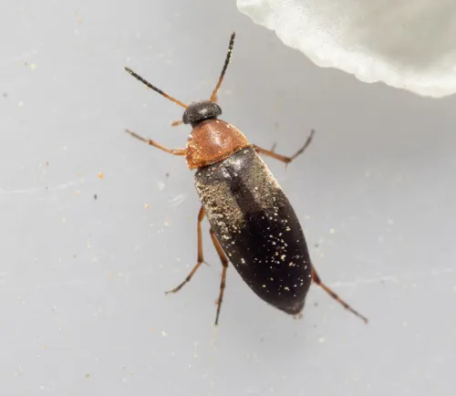 Anaspis regimbarti