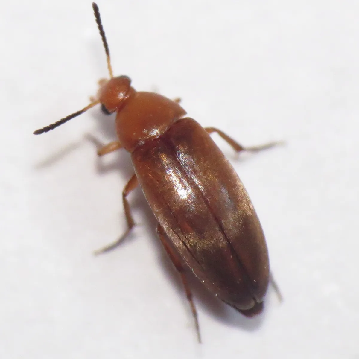 Anaspis rufa - photo 2