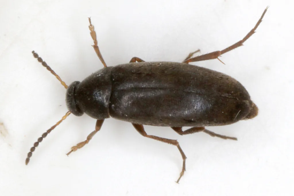 Anaspis rufilabris - photo 2