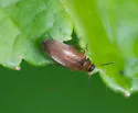 Anaspis sericea - photo 2