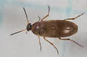 Anaspis sericea - photo 3