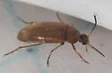 Anaspis sericea - photo 4