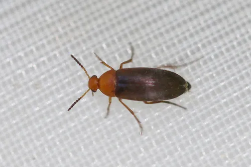 Anaspis thoracica