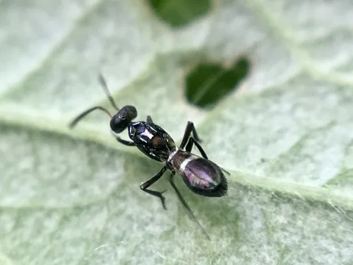 Anastatus bifasciatus