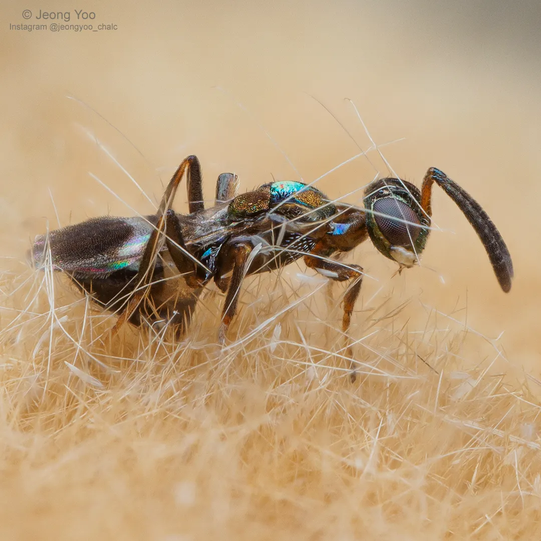 Anastatus japonicus - photo 3