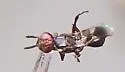 Anastatus mirabilis
