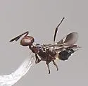 Anastatus mirabilis - photo 2