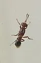 Anastatus mirabilis - photo 3