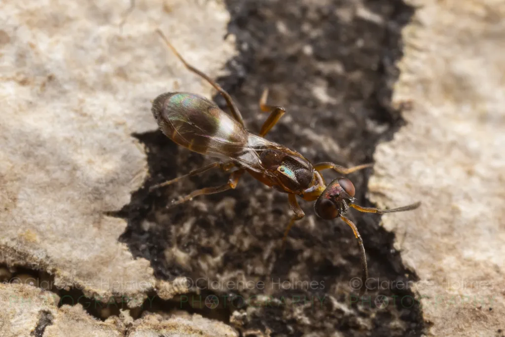 Anastatus semiflavidus