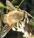 Anastoechus barbatus