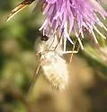 Anastoechus barbatus - photo 2