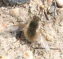 Anastoechus barbatus - photo 3