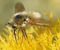 Anastoechus barbatus - photo 5