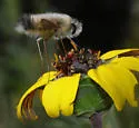Anastoechus hessei