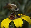 Anastoechus hessei - photo 2