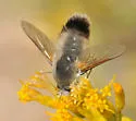 Anastoechus hessei - photo 4