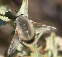 Anastoechus hessei - photo 5