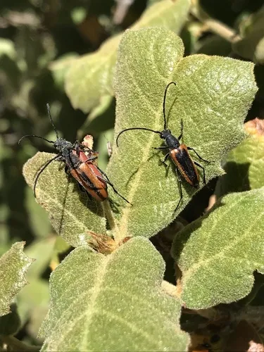 Anastrangalia haldemani