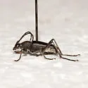 Dimorphic Flower Longhorn Beetle - Anastrangalia laetifica