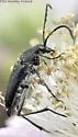 Dimorphic Flower Longhorn Beetle - photo 2