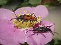 Dimorphic Flower Longhorn Beetle - photo 3